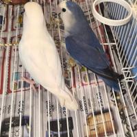 Coppia di inseparabili Albina viola riproduttiva