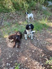 Cani da tartufo leggere bene annuncio