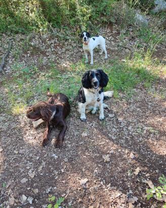 Cani da tartufo leggere bene annuncio