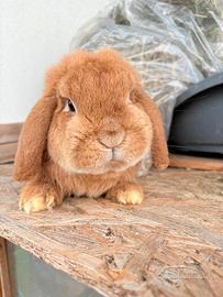 Coniglio ariete nano