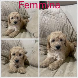 Cuccioli barboncino