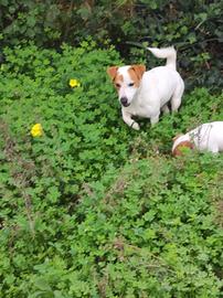 Accoppiamento Jack Russell