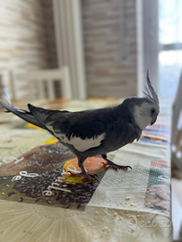 Pappagalli calopsite