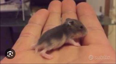 Cuccioli di criceto disponibili