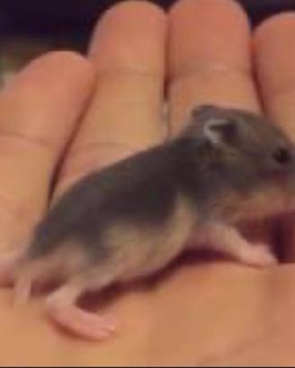 Cuccioli di criceto disponibili