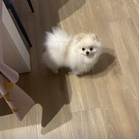 Cane Pomeriana Toy
