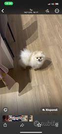 Cane Pomeriana Toy