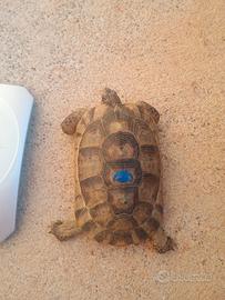 Tartaruga Testudo marginata