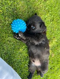 Chihuahua cuccioli