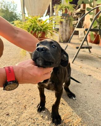 Cuccioli di Cane Corso