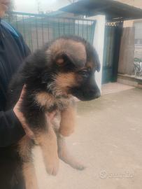 Pastore tedesco maschio