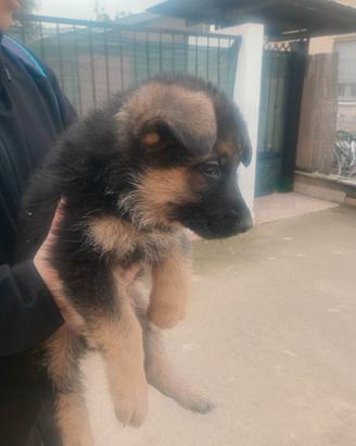 Pastore tedesco maschio