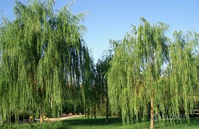 Salice piangente
