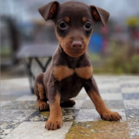 Pinscher toy