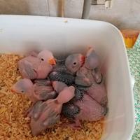 Pulletti di pappagalli