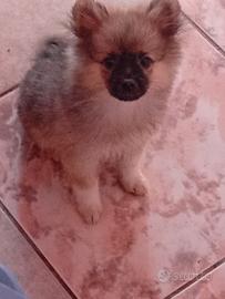 Spitz