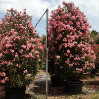 Piante esemplari fiorite 3/4 metri