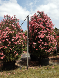 Piante esemplari fiorite 3/4 metri