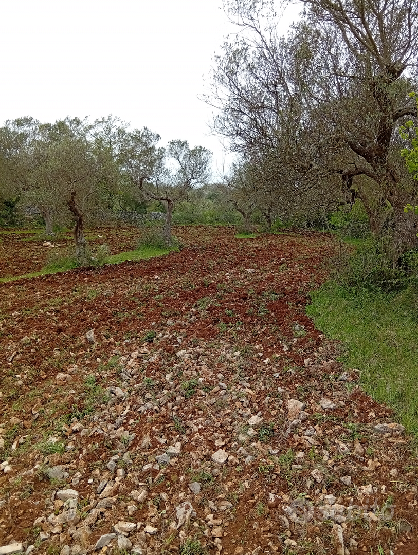 Terreno agricolo a due passi da a Santeramo - Vista 4