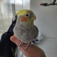 Calopsite Allevata a mano