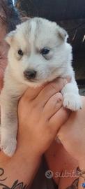 Husky