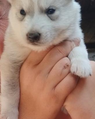 Husky