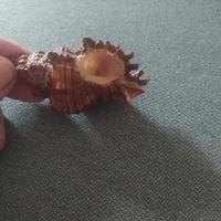 Soprammobile conchiglia 