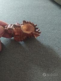 Soprammobile conchiglia 