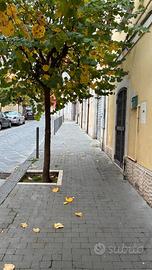 Appartamento - Campobasso