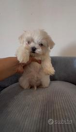 Maltese