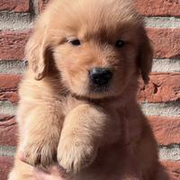 Cuccioli Golden Retriever Linea Americana