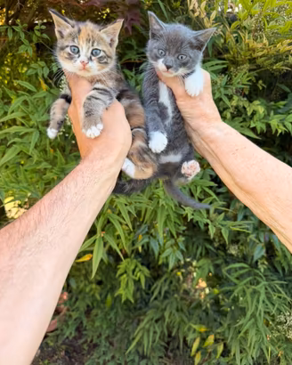 Gattini Incrocio Certosino