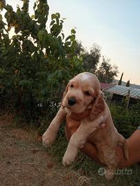 Cucciolo di cocker