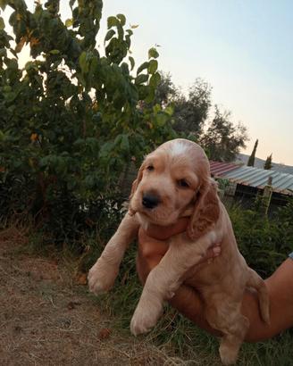 Cucciolo di cocker
