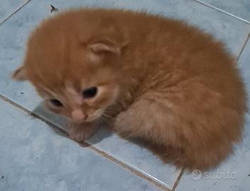 Gatti siberiani