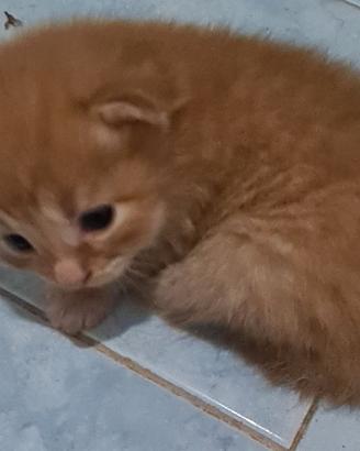 Gatti siberiani