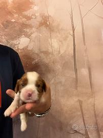 Femmine Cavalier King con pedigree Enci