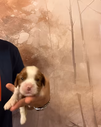Femmine Cavalier King con pedigree Enci