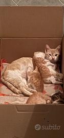 Gattini maschi e femmine
