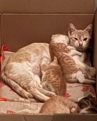 Gattini maschi e femmine