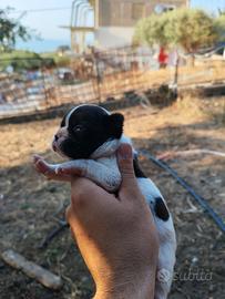 bulldog francese 