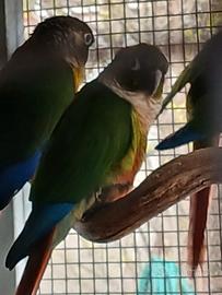 Coppie phyrrura