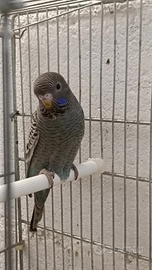 Cocorita giovane Black face