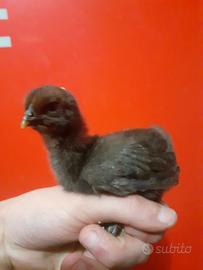 Pulcini cemani