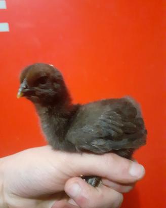 Pulcini cemani