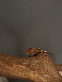 Geco cilliatus