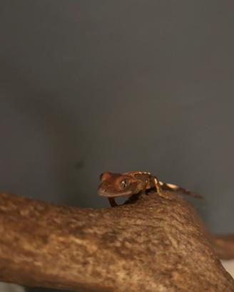 Geco cilliatus