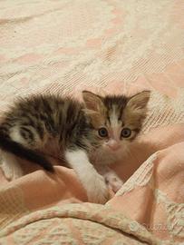 gattino