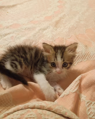 gattino