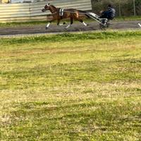 Mini Trotter